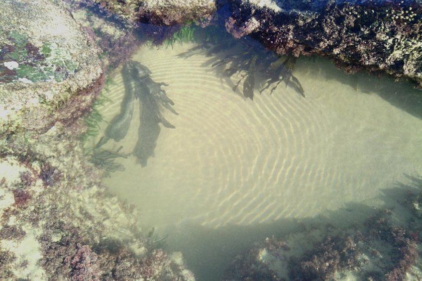 A shallow water body with clear reflections and submerged vegetation. 1