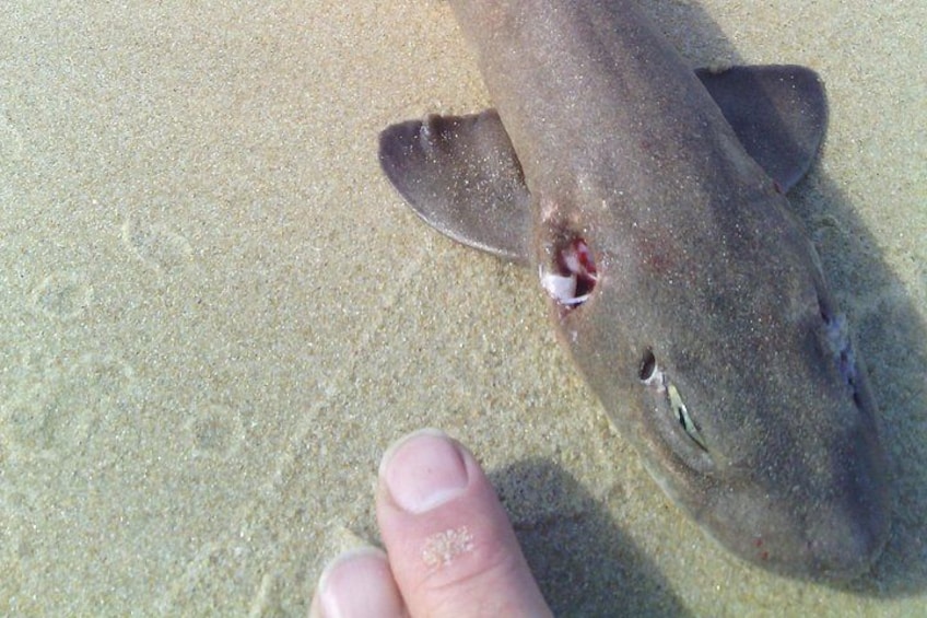 A shark with a visible wound on its head, lying on a sandy beach. 4