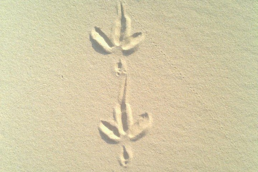 Footprints in the sand. 2