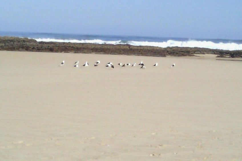 A beach with waves crashing and a group of birds on the sand. 3