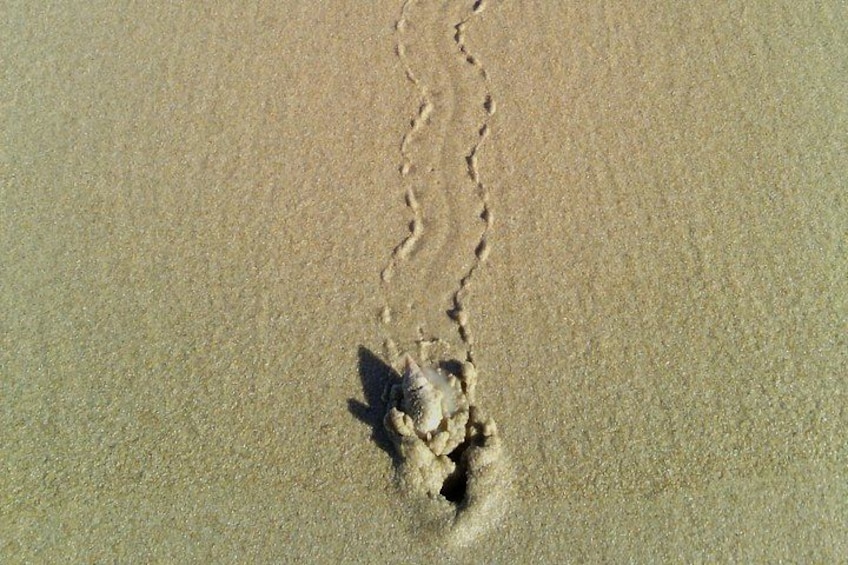 A sandy beach with a footprint trail leading to a small pile of sand. 5