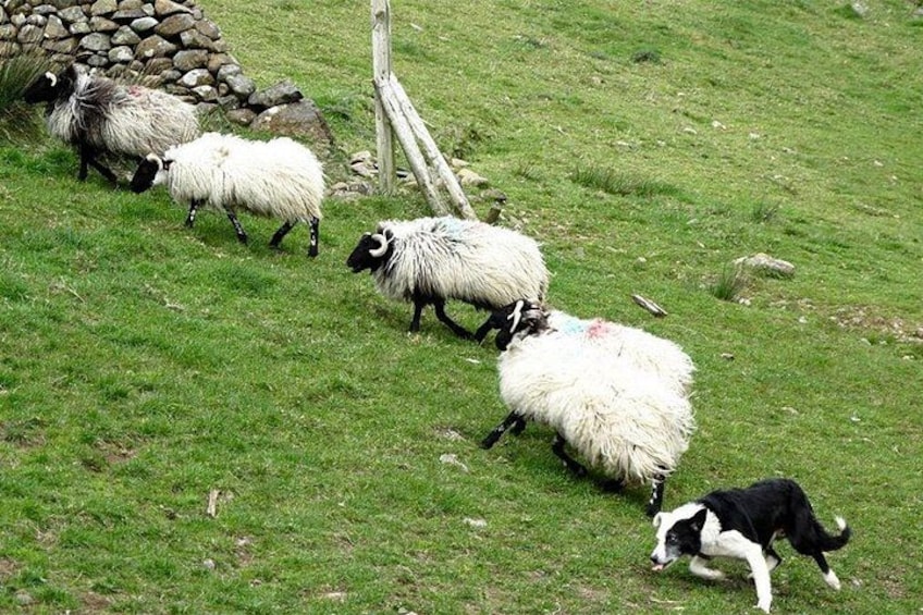 Un troupeau de moutons broute dans un champ herbeux, avec un mur de pierres et une clôture en bois en arrière-plan. 2