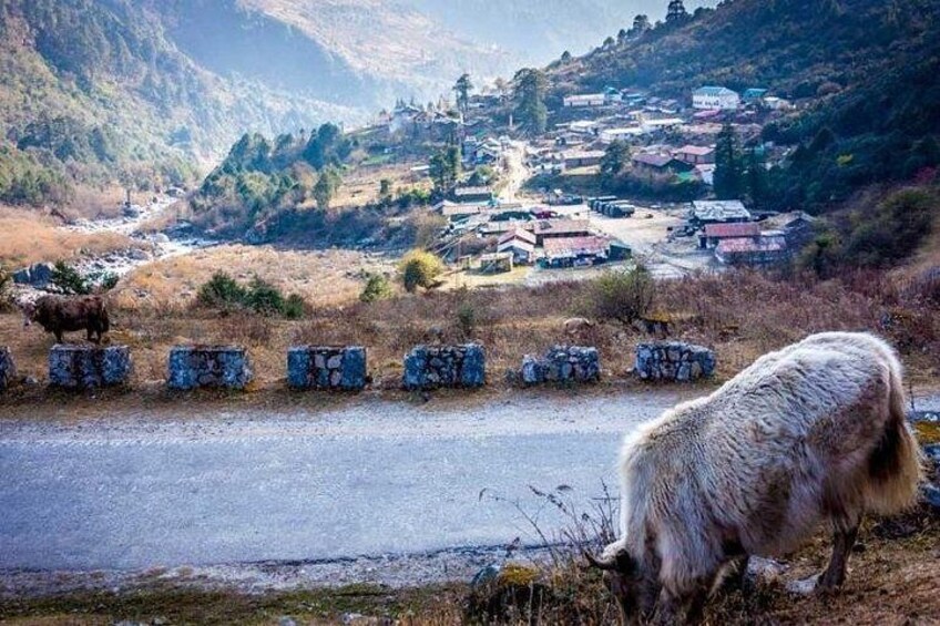 Amazing North Sikkim 2 Nights 3 Days 3