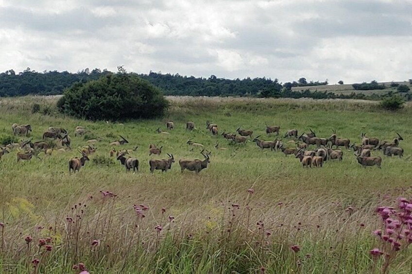 A herd of deer in a grassy field with a tree and hills in the background. 2