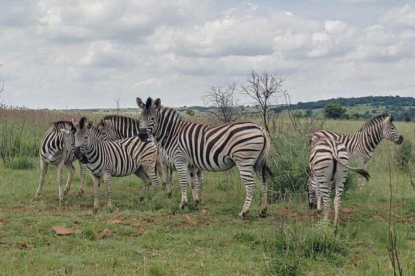 Zebras in a grassy field with a cloudy sky. 5