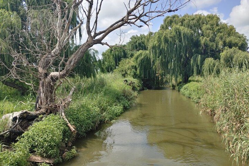 A river with overhanging branches, dense greenery, and a clear sky. 4