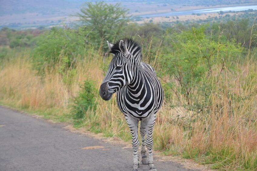Pilanesberg National Park Day Tour from Pretoria, every SATURDAY 2
