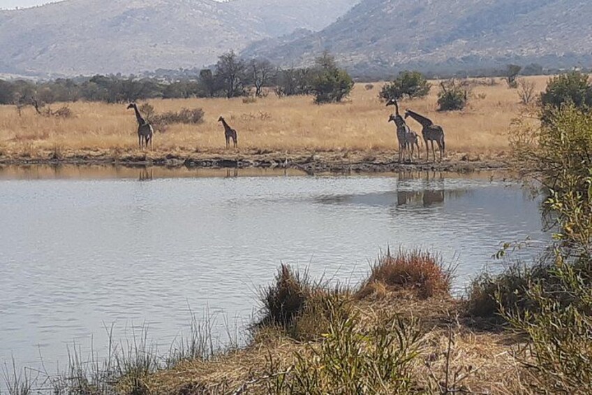 Pilanesberg National Park Day Tour from Pretoria, every SATURDAY 2