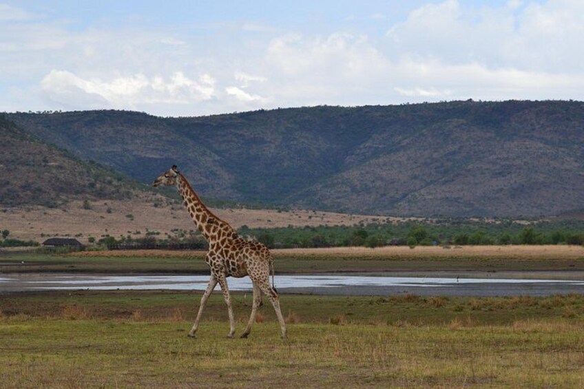A giraffe walking across a grassy field with a river and hills in the background. 1