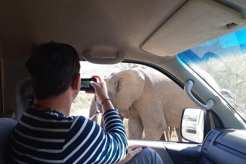 A person taking a photo of an elephant through a car window. 4