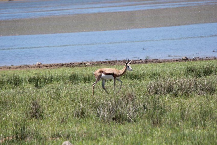A gazelle walking in a grassy area near a body of water. 3