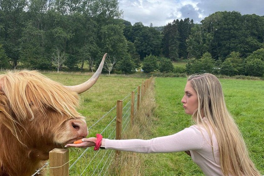 Feeding a Highland Cow 2