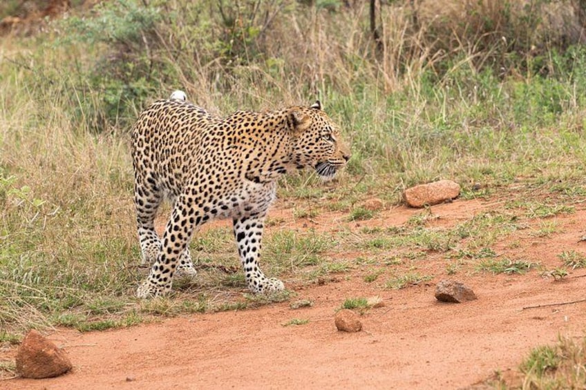 En leopard som går på en grusväg omgiven av gräs och stenar. 2