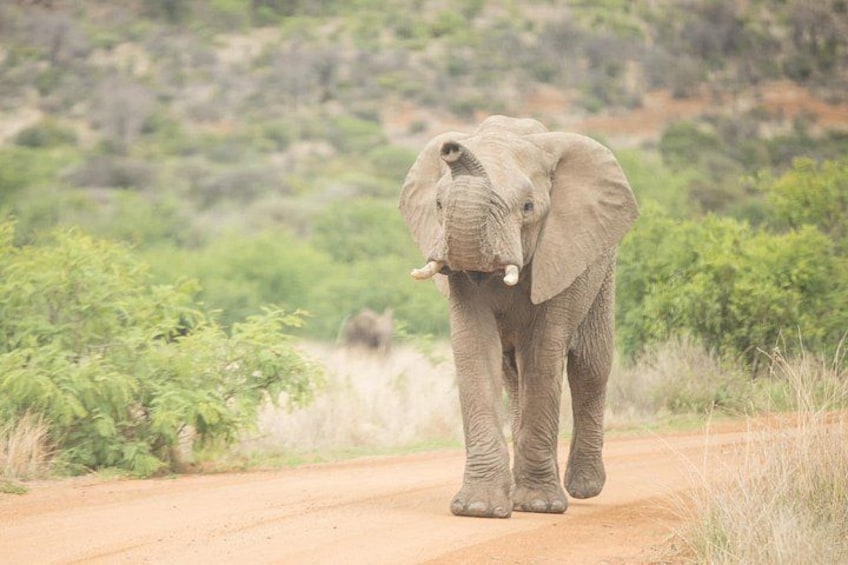 En elefant som går längs en grusväg, omgiven av grönska. 4