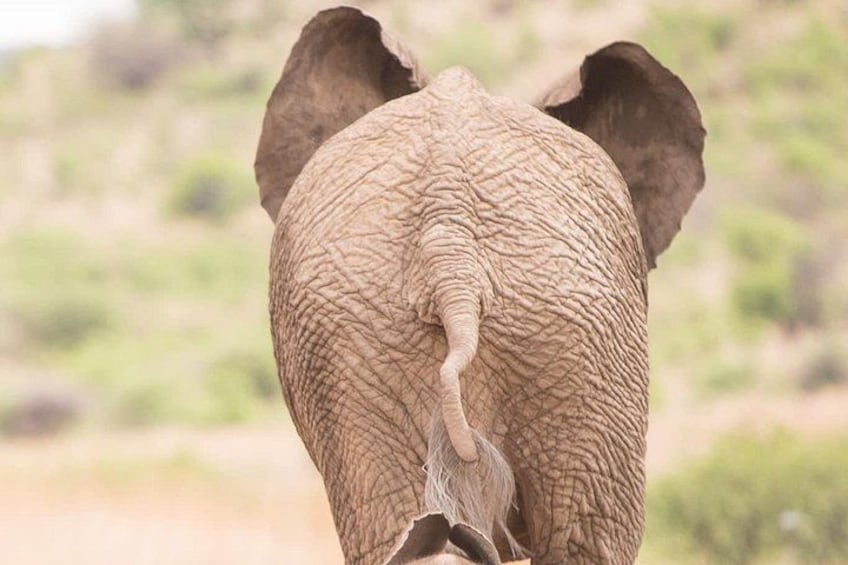 En elefants rygg och svans. 5