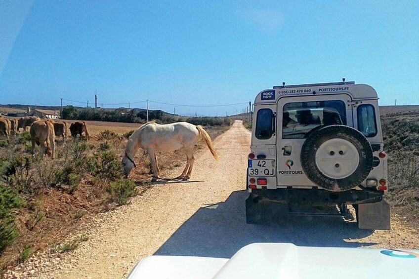 Super Day- Jeep Tour + Arade River Cruise 2