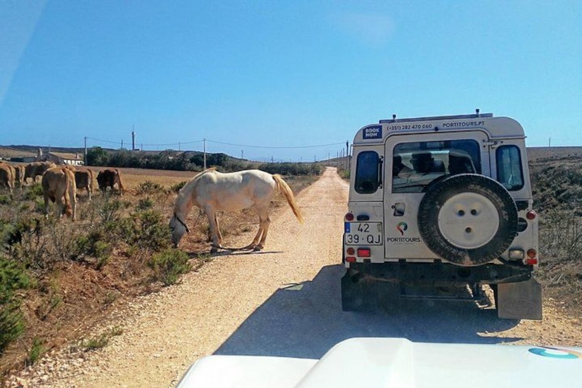 Un vehículo blanco con placa patente en un camino de tierra, con caballos pastando. 5
