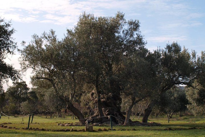 A grove of olive trees with a stone bench in the foreground. 5