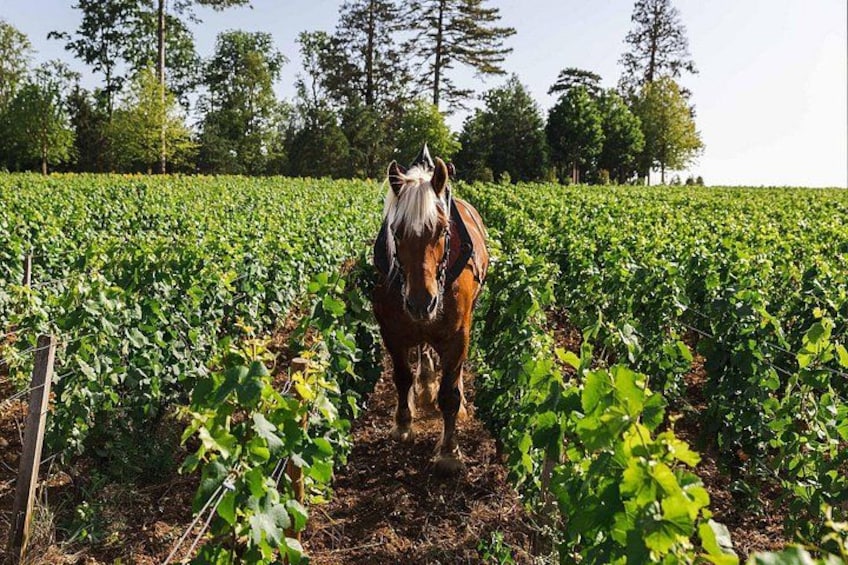 Clos Marey Monge Tasting 2