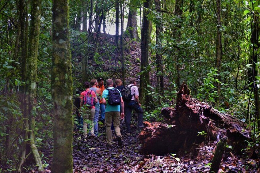 Full-Day Brownsberg Nature Park Tour 2