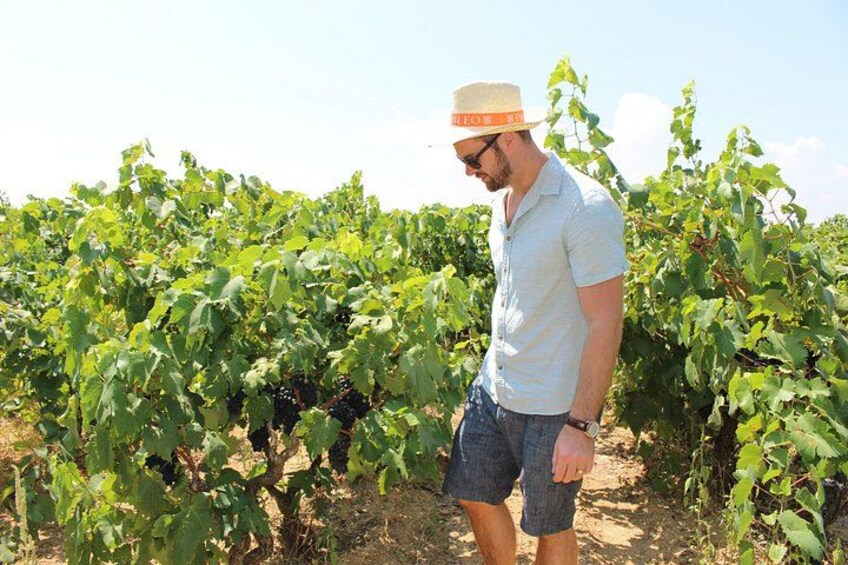 Eine Person steht in einem Weinberg zwischen Reihen von Weinreben. 1