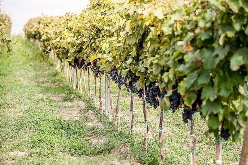 Rows of grapevines in a vineyard. 3