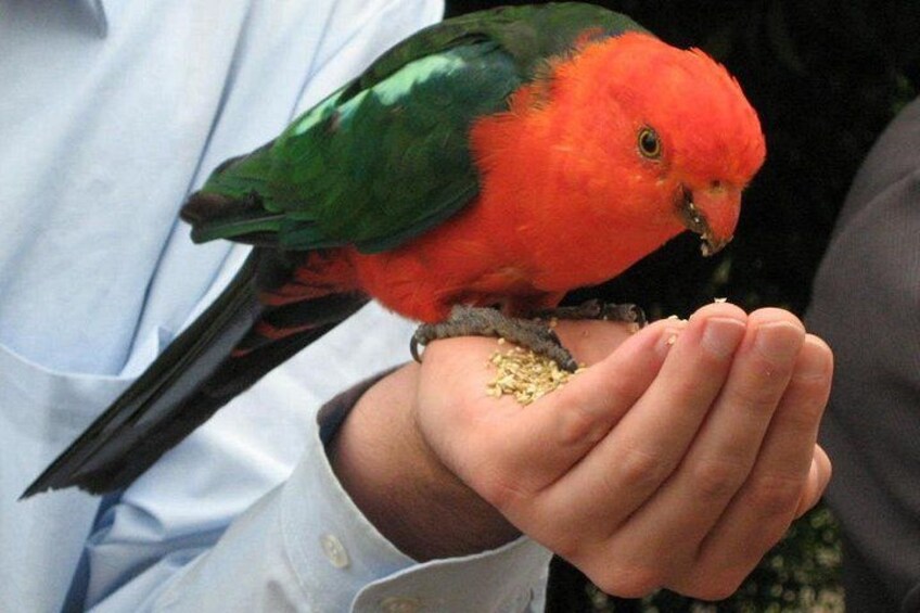 A parrot perched on a human hand. 3