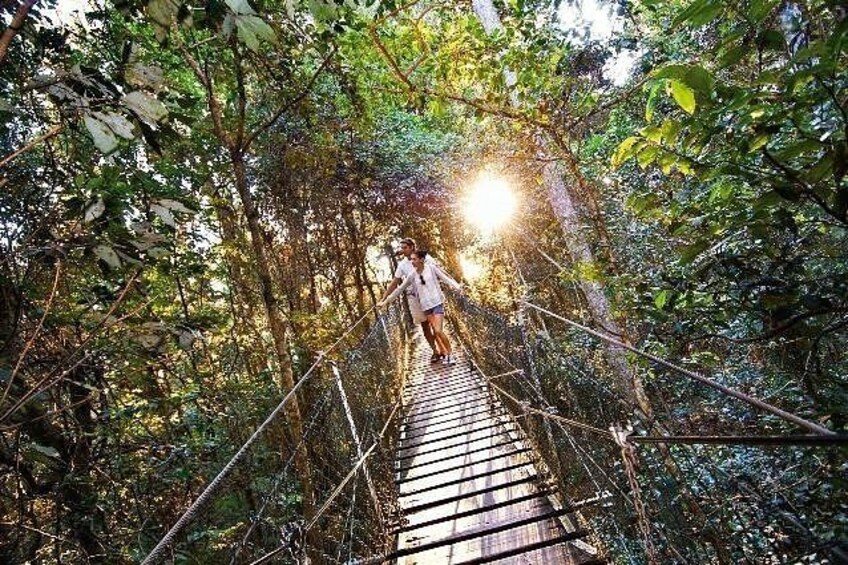 A person walking on a suspended wooden bridge in a dense forest. 5