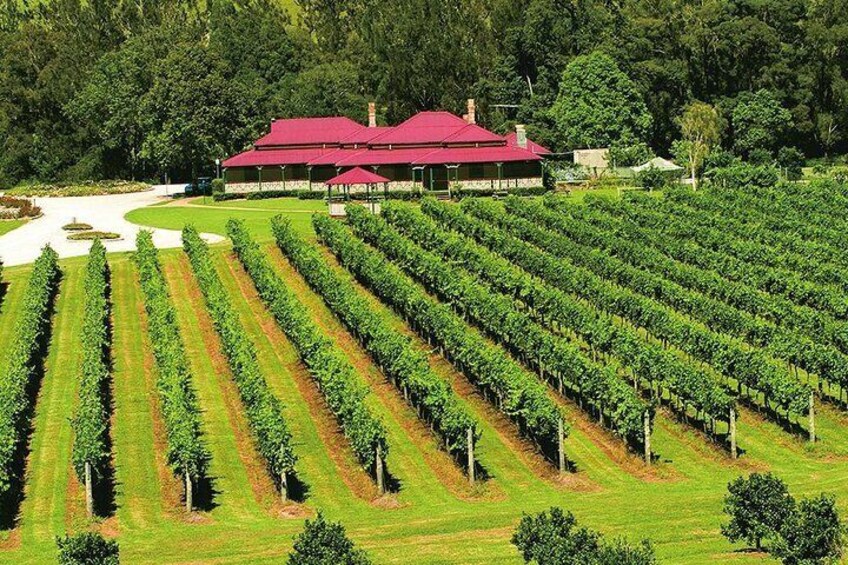 A vineyard with rows of grapevines and a red-roofed building in the background. 3
