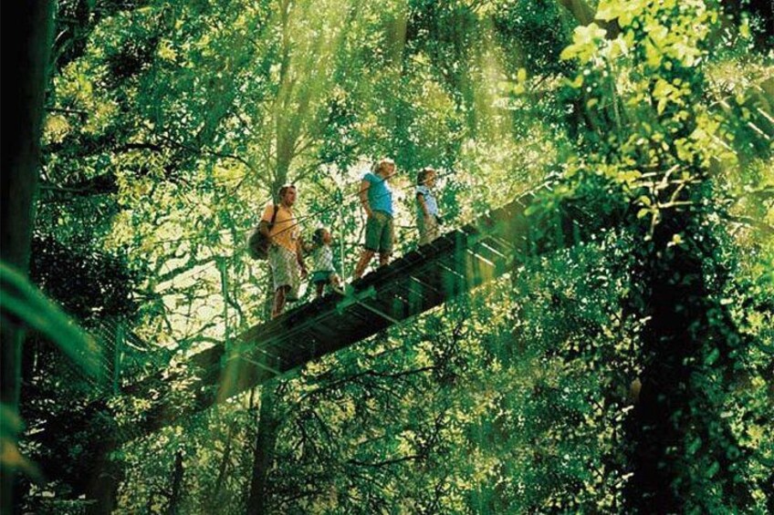 A group of people on a wooden bridge in a dense forest. 2