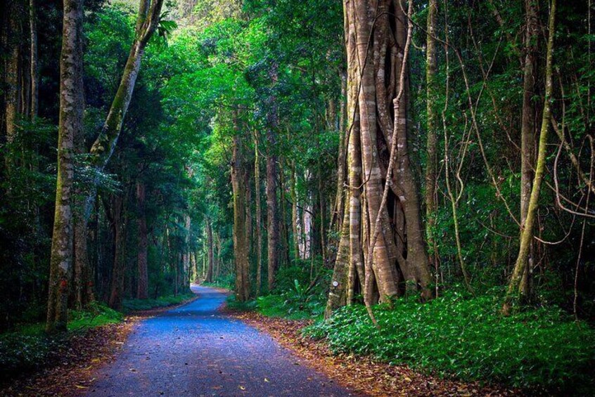 A forested road flanked by tall trees. 1
