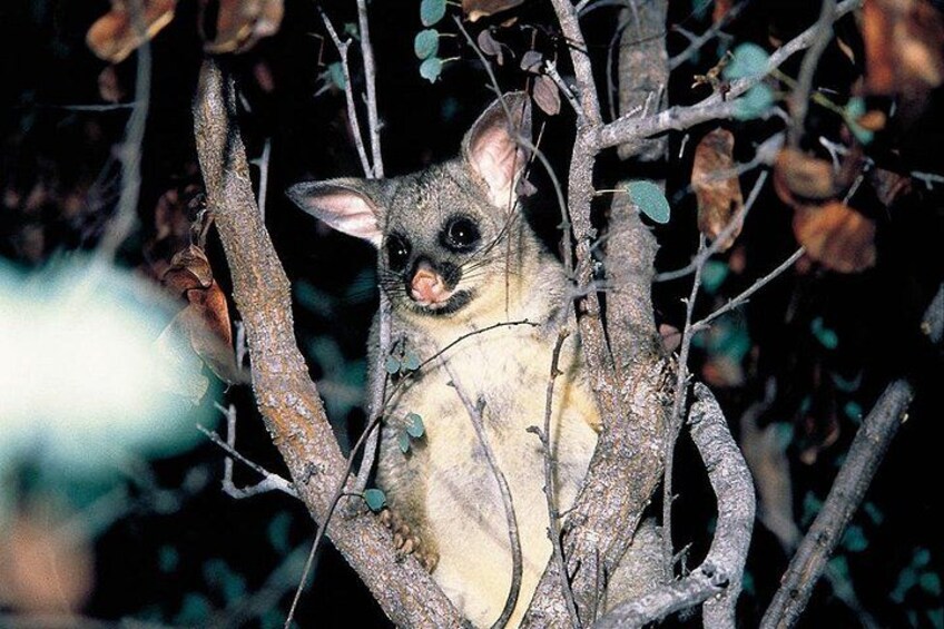 Un coatí en un árbol con ramas desnudas y hojas. 2