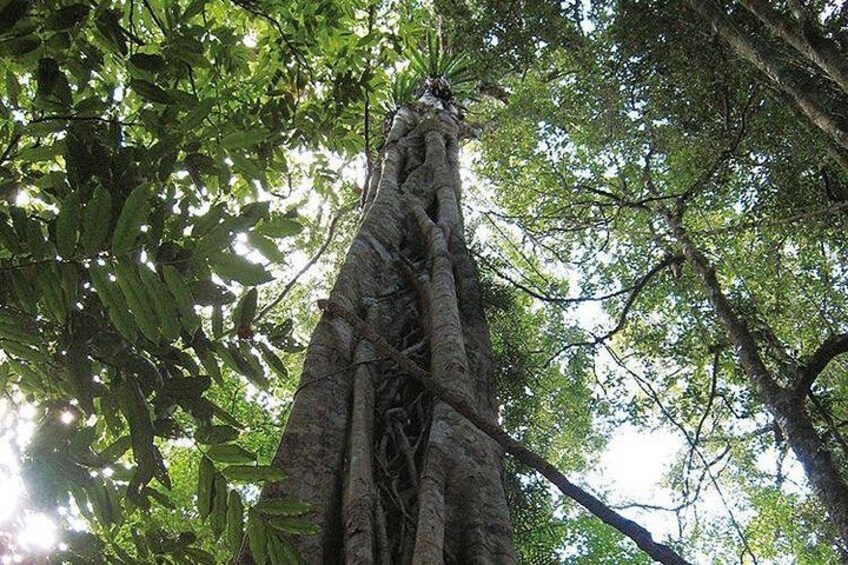 Un árbol alto con tronco y ramas gruesas, rodeado de follaje verde denso. 3