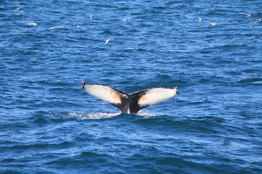 A whale breaching with its tail flukes visible above the water. 3