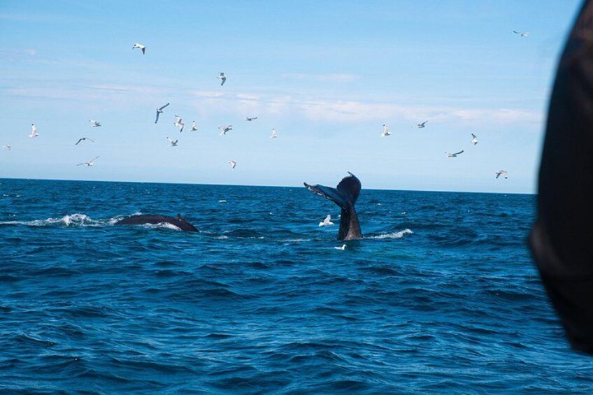 Una ballena emerge del agua agitando su cola, rodeada de gaviotas en el océano. 2