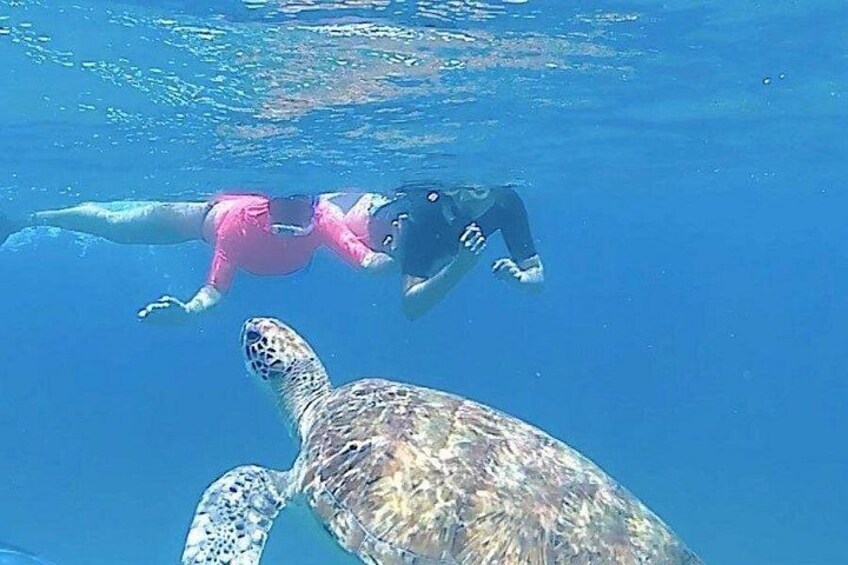 A person swimming with a sea turtle in clear blue water. 1