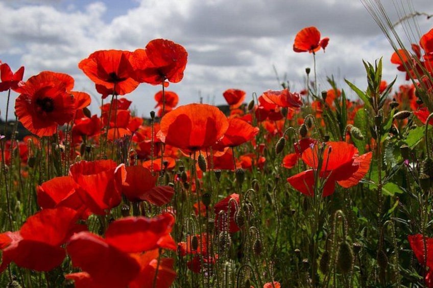Ett fält med röda vallmoblommor och grönt bladverk under en molnig himmel. 2