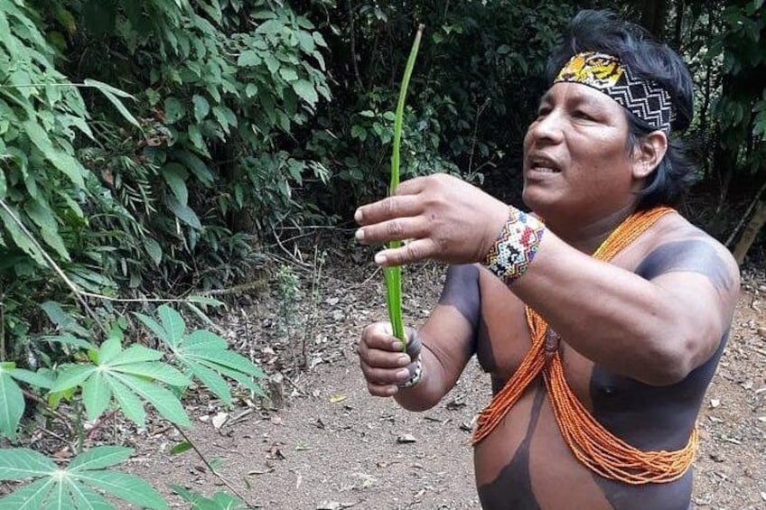 A person holding a green plant in a forested area. 2