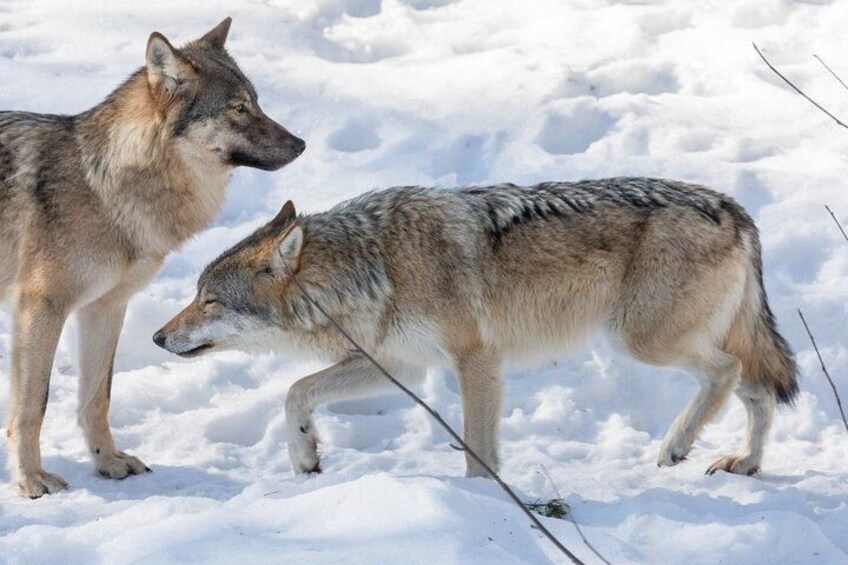 Two wolves in a snowy landscape. 3