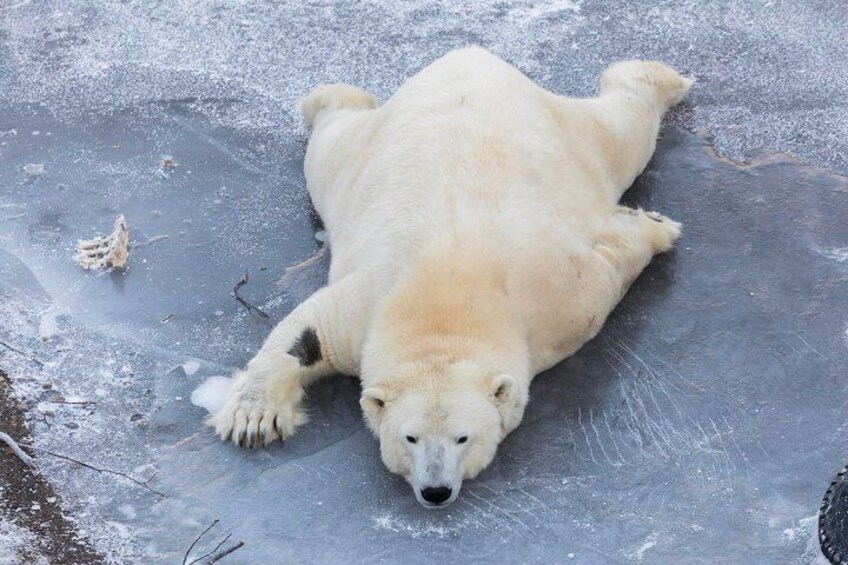 A polar bear lying on ice. 1