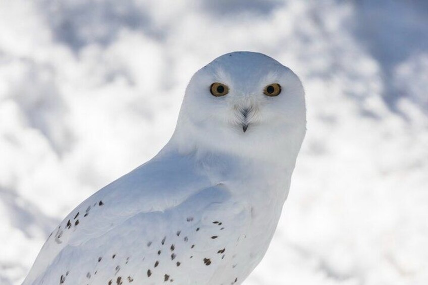 A white bird with yellow eyes and dark spots, standing on snow. 4