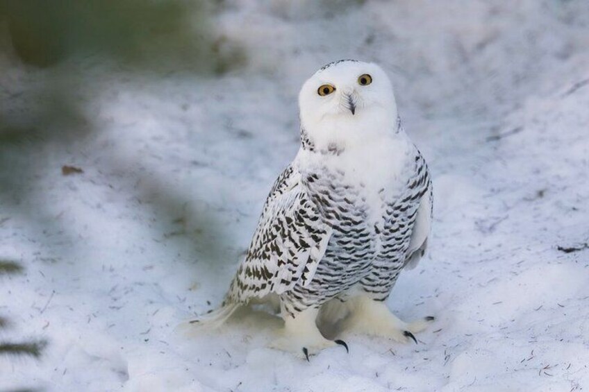 A snowy owl standing on the ground. 5