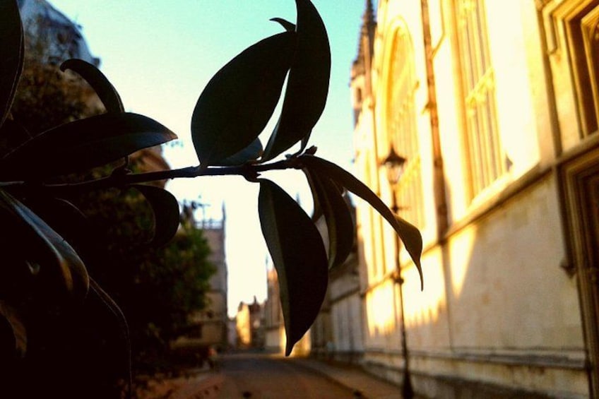 A leaf branch in the foreground with a building in the background. 3