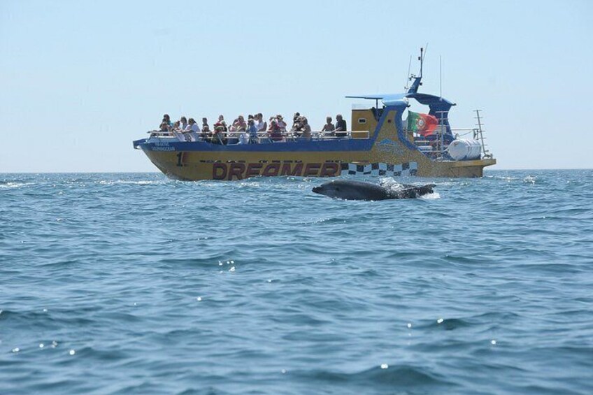 Albufeira Dreamer Boat Trip 2