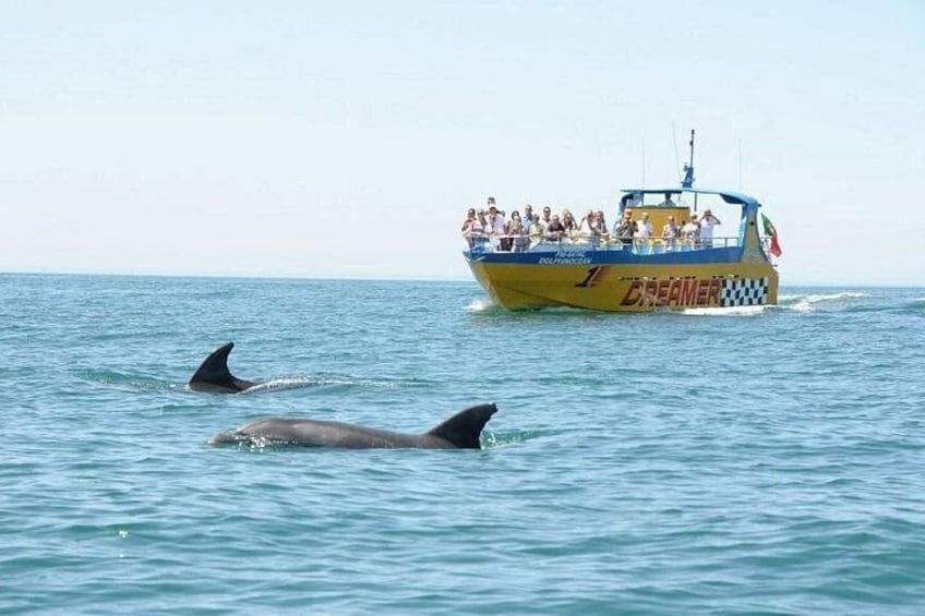 Dreamer Dolphin Safari 4