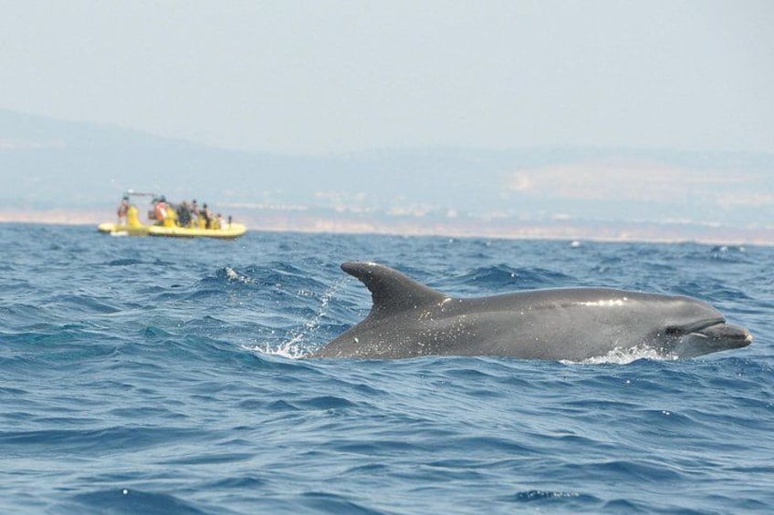 Dream Wave - Caves and Dolphin Watching Cruise 3