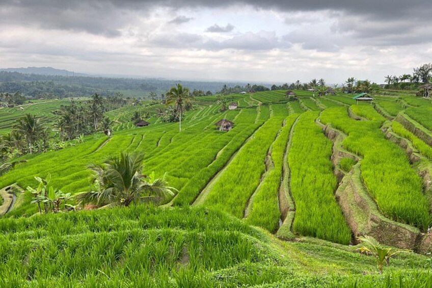 Rice terraces at jatiluwih 4