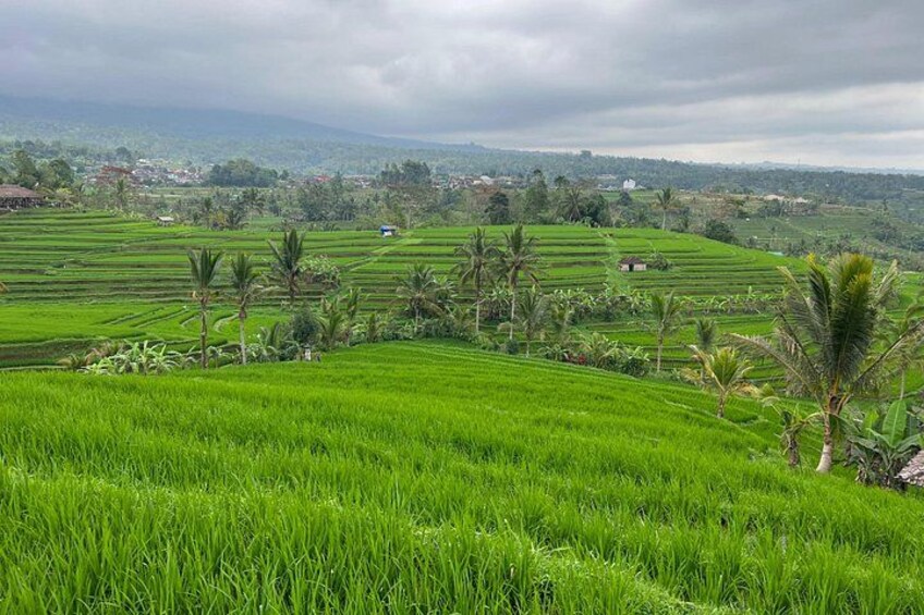 Beautiful rice at jatiluwih 3