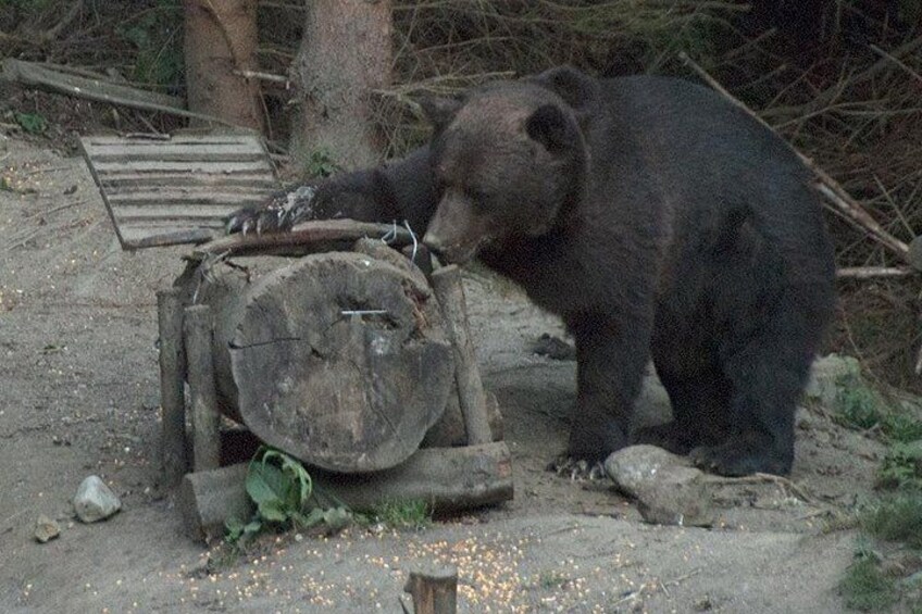 Brown Bears in the Wild Transylvania 3