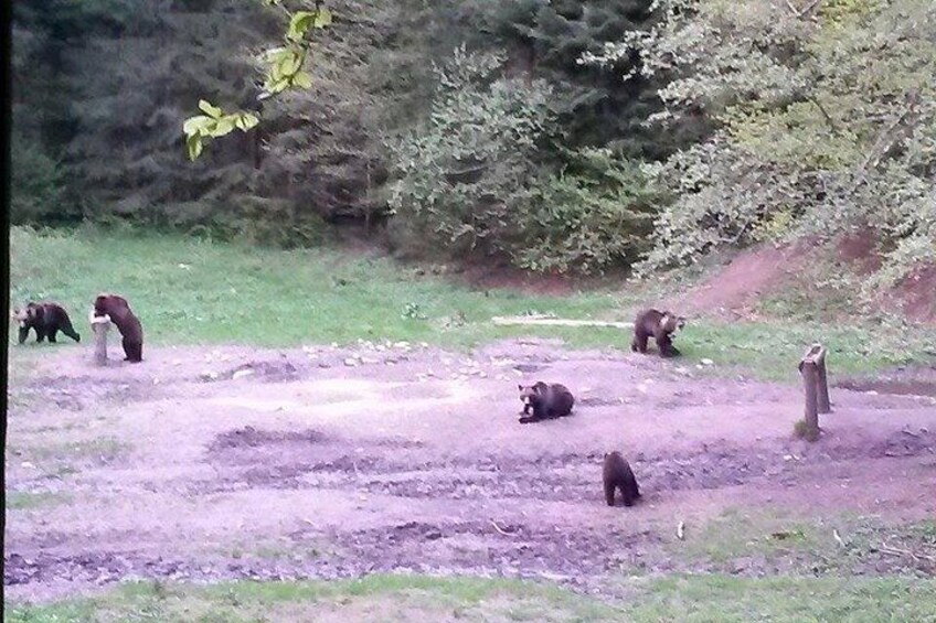 Brown Bears in the wild, no fence 5